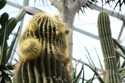 Low angle view of cactuses in greenhouse
