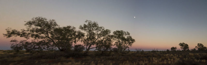 Trees on field against clear sky during sunset