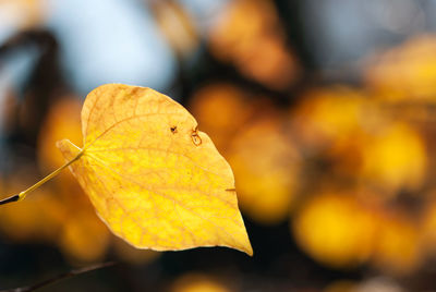 Close-up of dried leaves