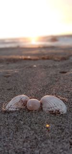 Close-up of shells on sand at beach against sky