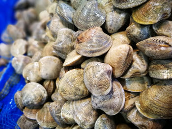 Close-up of clams for sale in market