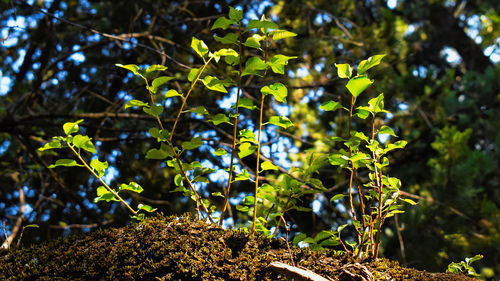 Low angle view of plant growing on field