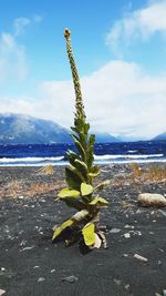 Plant growing on land against sky