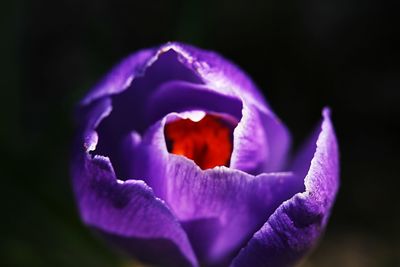 Macro shot of purple rose