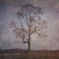 Bare trees on field