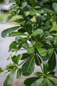 Close-up of raindrops on leaves