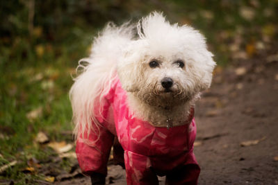 Close-up portrait of dog on field