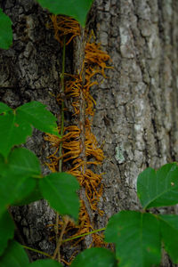 Close-up of lizard on tree trunk