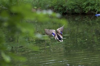 Bird flying over lake