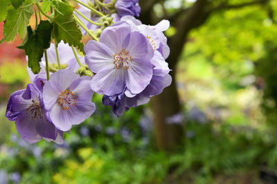 Polemonium caeruleum or jacob's ladder flowers in garden