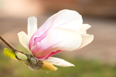 Close-up of pink rose flower