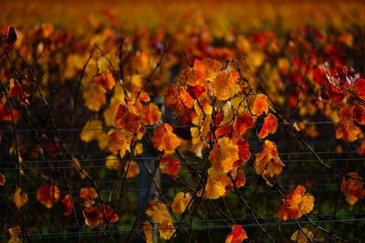 Close-up of yellow maple leaves on plant