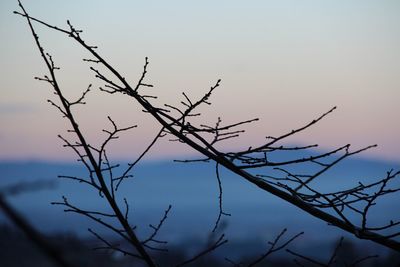 Low angle view of bare tree against sky