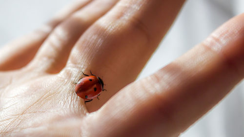 Cropped image of person holding ladybug on hand