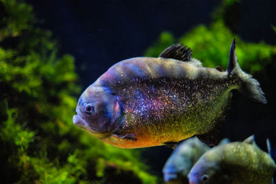 Red-bellied piranha red piranha