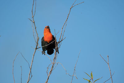 Low angle view of bird perching on branch against blue sky