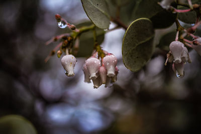 Close-up of flowering plant