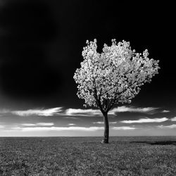 Tree on field against sky