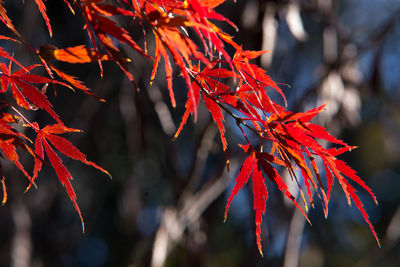 Close-up of red maple leaves on tree