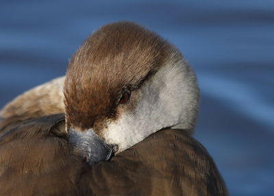 Close-up of a bird