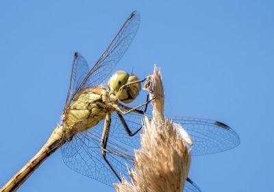 Close-up of dragonfly on plant against blue sky