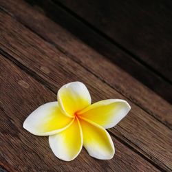 Close-up of frangipani on table