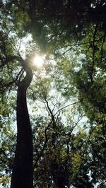 Low angle view of trees in forest against sky