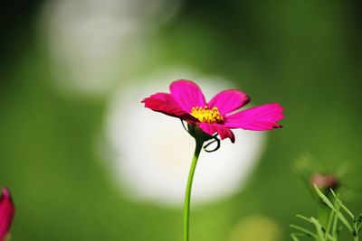 Close-up of pink flowering plant