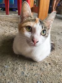 Close-up portrait of cat sitting outdoors