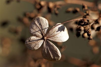 Close-up of dry hydrangea