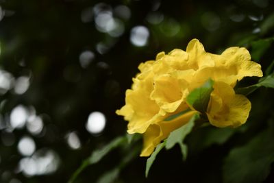 Close-up of yellow rose flower