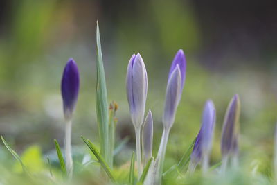 Close-up of purple crocus flowers on field