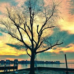 Bare trees against sky at sunset