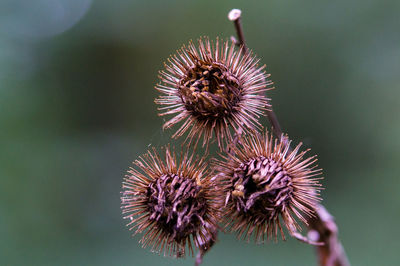 Close-up of wilted plant