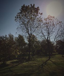 Bare trees on landscape