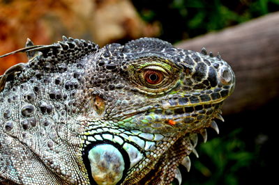 Close-up of lizard