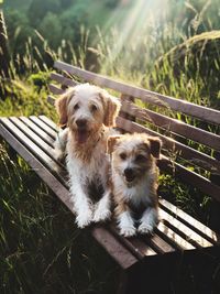 Portrait of dogs relaxing on bench