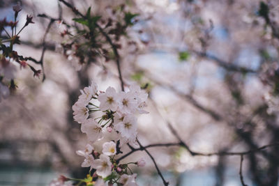 Close-up of cherry blossom tree