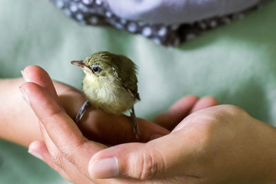 Close-up of hand holding small bird