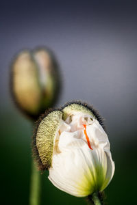 Close-up of white flowers