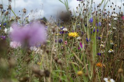 Close-up of purple flowers