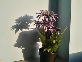 Close-up of plant on table at home