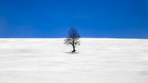 Bare tree on snow covered field against sky