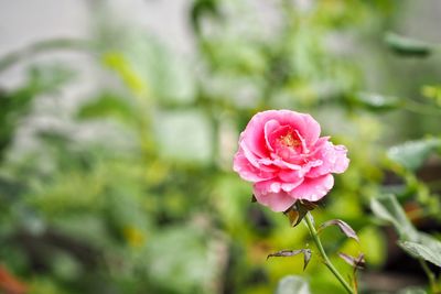 Close-up of pink rose