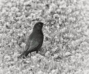 Close-up of a bird perching on a field