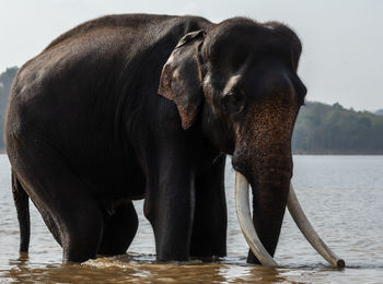 Elephant standing in a water