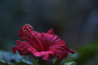 Close-up of red hibiscus flower