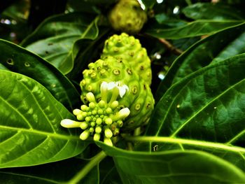 Close-up of fresh green plant