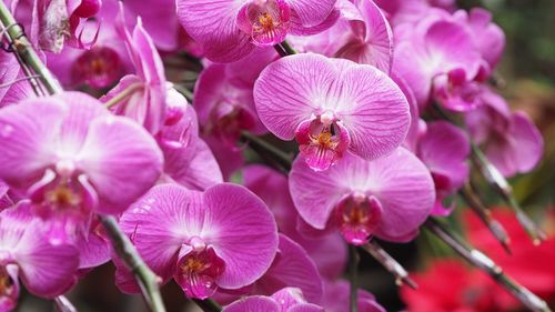 Close-up of pink flowering plants