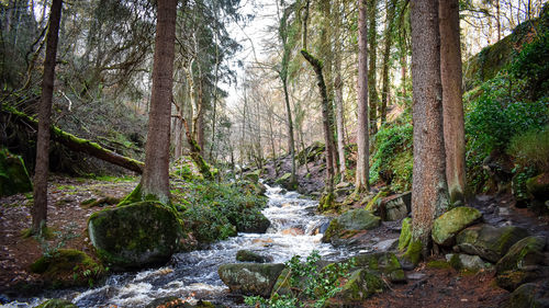 Trees in forest